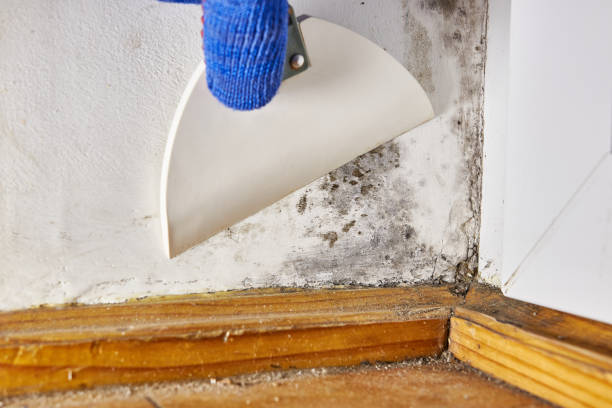 Best Mold Odor Removal Services  in USA